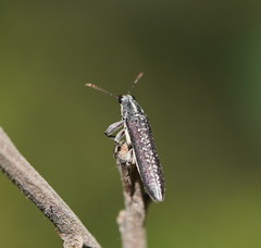 Rhinotia sparsa