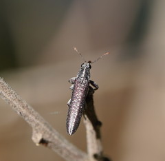 Rhinotia sparsa