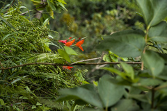 Cyrtanthus sanguineus