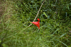 Cyrtanthus sanguineus