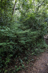 Indigofera micrantha