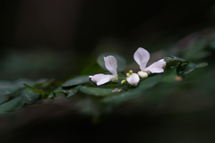Indigofera micrantha