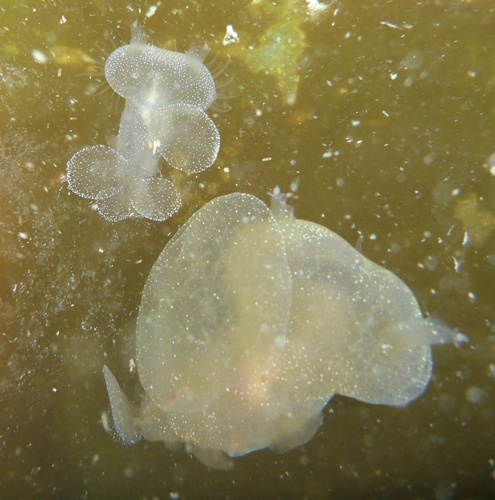 Melibe leonina
