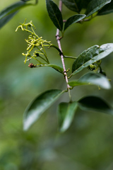Vangueria macrocalyx