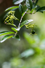 Vangueria macrocalyx