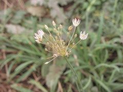 Allium inaequale