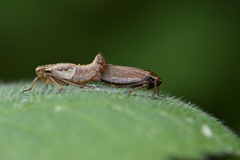 Bathysmatophorus reuteri