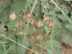Potentilla astracanica