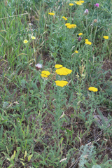Achillea arabica