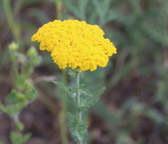 Achillea arabica