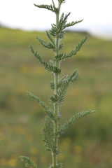 Achillea arabica