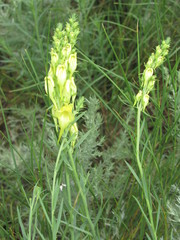 Linaria macroura