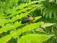 Abscondita cerata