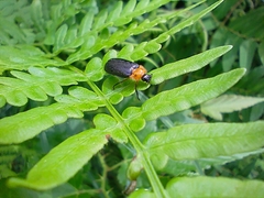 Abscondita cerata