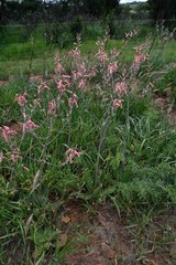 Aloe transvaalensis