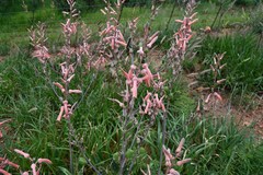 Aloe transvaalensis