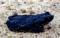Rhinella beebei