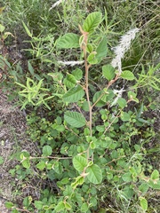 Pomaderris cotoneaster