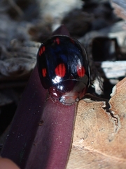 Paropsisterna octosignata