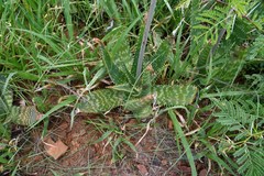 Aloe transvaalensis
