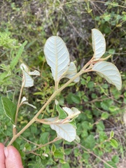 Pomaderris cotoneaster