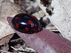 Paropsisterna octosignata