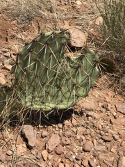 Opuntia arizonica