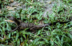 Crocodylus intermedius