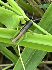 Methiolopsis geniculata