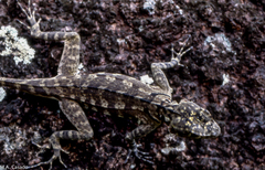 Tropiduridae