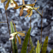 Encyclia leucantha - Photo (c) Miguel A. Casado, some rights reserved (CC BY-NC), uploaded by Miguel A. Casado