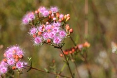 Verticordia lehmannii