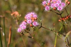 Verticordia lehmannii