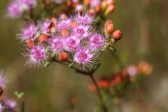 Verticordia lehmannii