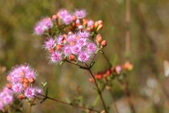 Verticordia lehmannii