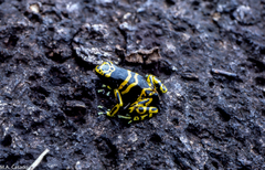 Dendrobates leucomelas