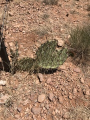 Opuntia arizonica