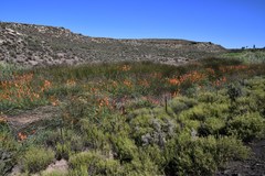 Kniphofia sarmentosa