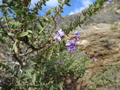 Jamesbrittenia fruticosa