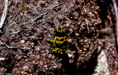 Dendrobates leucomelas