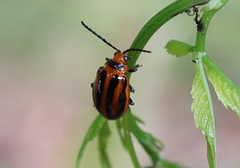 Oides seminigra