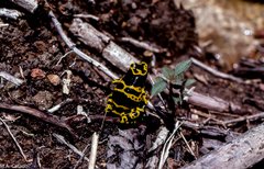 Dendrobates leucomelas