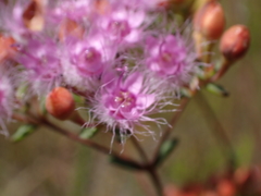 Verticordia lehmannii