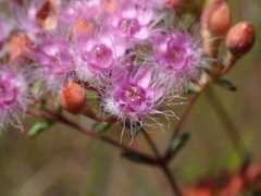 Verticordia lehmannii