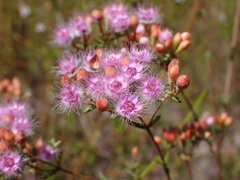 Verticordia lehmannii