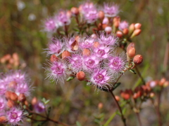 Verticordia lehmannii