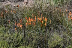 Kniphofia sarmentosa