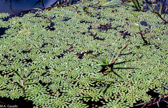 Ludwigia sedoides