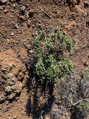 Cistus monspeliensis