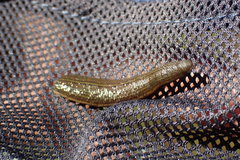 Hirudo michaelseni